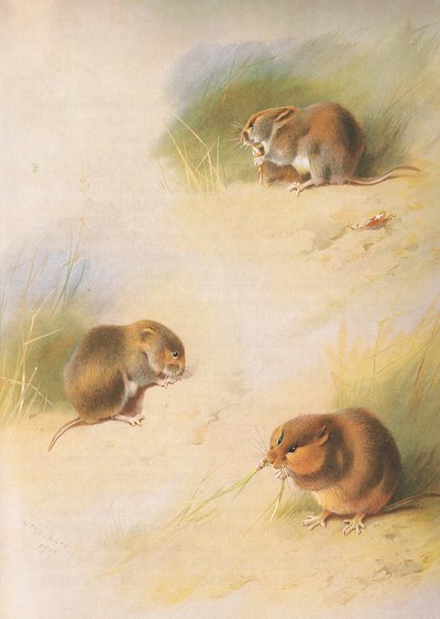 Topillo de campo, topillo bancario y topillo de Orkney, de los mamíferos de Thorburn publicado por Longmans and Co, c. 1920 de Archibald Thorburn