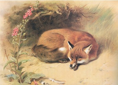 Zorro con dedaleras, de Mamíferos de Thorburn publicado por Longmans and Co, c. 1920 de Archibald Thorburn