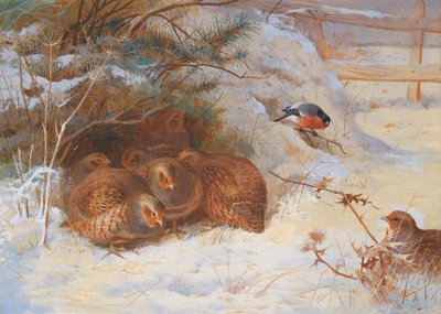 Mañana Helada, Faisán en Invierno de Archibald Thorburn