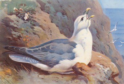 Fulmar (litografía en color) de Archibald Thorburn