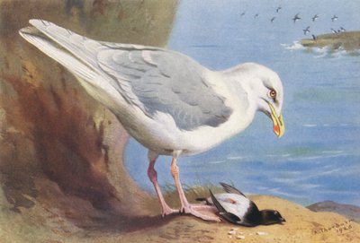 Gaviota glauca, alca común (verano) (litografía en color) de Archibald Thorburn
