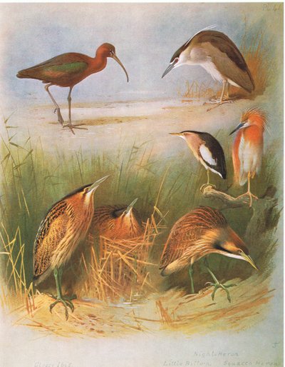 Ibis Brillante, Avetoro Común, Garza Nocturna, Avetoro Chico, Garcilla Cangrejera, Avetoro Americano, pub. por Book Club Associates, 1972 de Archibald Thorburn