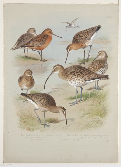 Agujas y zarapitos, c.1915 de Archibald Thorburn