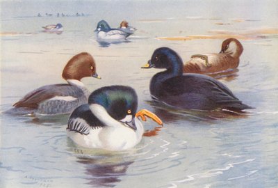 Ojo dorado (macho y hembra), negrón común (macho y hembra) (litografía en color) de Archibald Thorburn