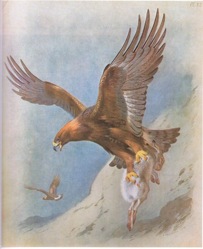 Águila real y liebre de montaña, pub. por Book Club Associates, 1972 de Archibald Thorburn