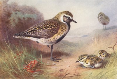 Chorlito dorado (verano) (litografía en color) de Archibald Thorburn