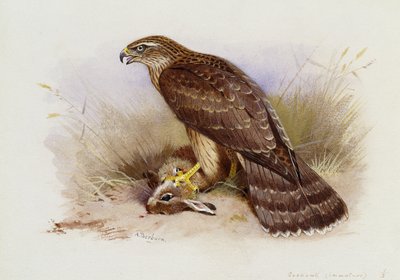 Azor de Archibald Thorburn