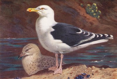 Gaviota reidora (adulto y joven) (litografía en color) de Archibald Thorburn