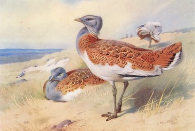 Avutarda (macho y hembra) (litografía en color) de Archibald Thorburn