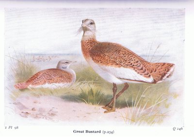 Avutarda, de Aves de las Islas Británicas y sus Huevos publicado por Frederick Warne & Co Ltd, 1958 de Archibald Thorburn