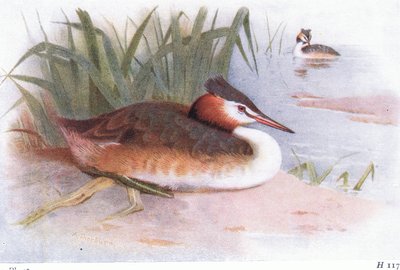 Somormujo Lavanco de Archibald Thorburn