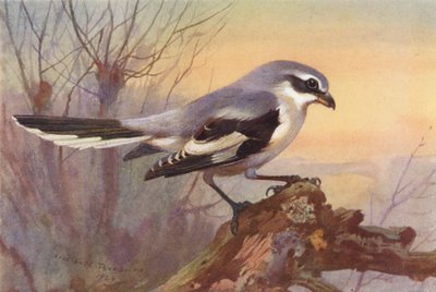 Alcaudón real (litografía en color) de Archibald Thorburn