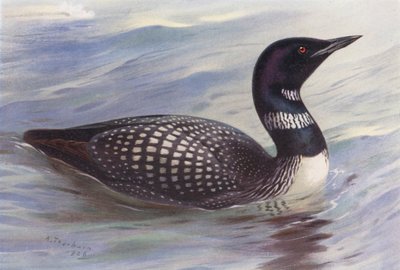 Gran Buzo del Norte (litografía en color) de Archibald Thorburn