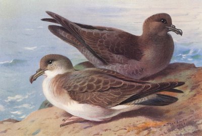 Fardela grande, Fardela blanca (litografía en color) de Archibald Thorburn