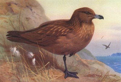Skua grande (litografía en color) de Archibald Thorburn