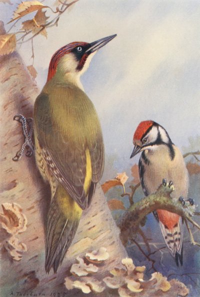 Pito real, Pico picapinos (inmaduro) (litografía en color) de Archibald Thorburn