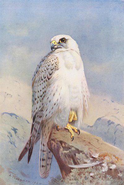 Halcón de Groenlandia (litografía en color) de Archibald Thorburn