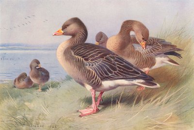 Lag-Goose gris (litografía en color) de Archibald Thorburn