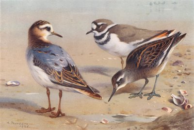 Falaropo gris (otoño), chorlitejo patinegro, falaropo cuellirrojo (inmaduro) (litografía en color) de Archibald Thorburn