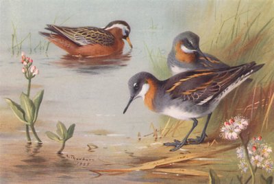 Falaropo gris (verano), Falaropo cuellirrojo (verano) (litografía en color) de Archibald Thorburn