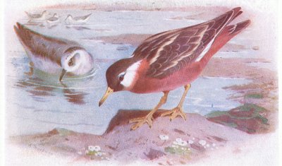 Falaropo Picogrueso (verano y otoño), de Aves de las Islas Británicas y Sus Huevos publicado por Frederick Warne & Co Ltd, 1958 de Archibald Thorburn