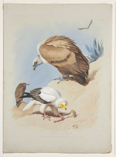 Buitre leonado y buitre egipcio, c.1915 (acuarela y gouache sobre lápiz en papel) de Archibald Thorburn