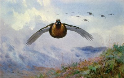 urogallo en vuelo de Archibald Thorburn