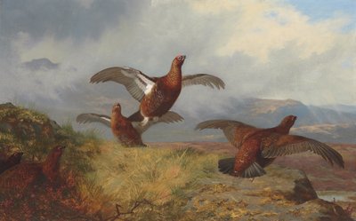 Urogallo en vuelo de Archibald Thorburn