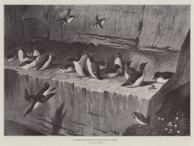 Araos y frailecillos en la isla de Handa de Archibald Thorburn