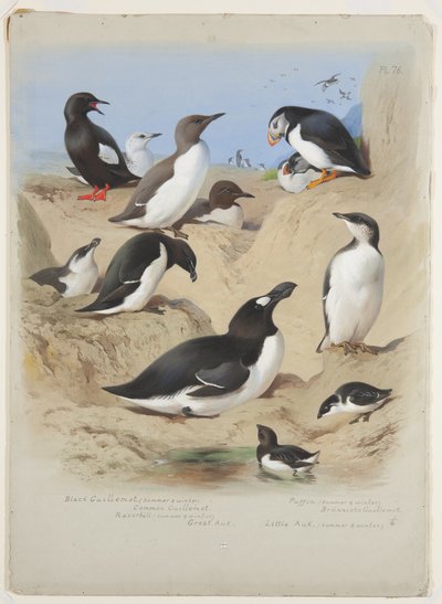 Araos, alca, frailecillo y álcidos, c.1915 de Archibald Thorburn