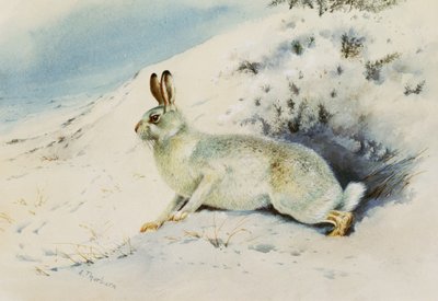 Liebre de Archibald Thorburn