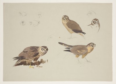 Aguilucho y combatiente, c.1915 de Archibald Thorburn