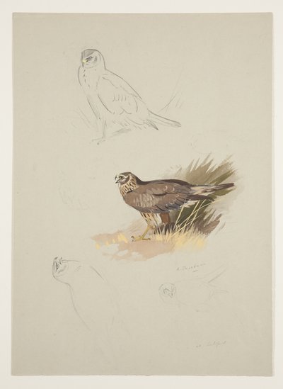Aguilucho, c.1915 de Archibald Thorburn