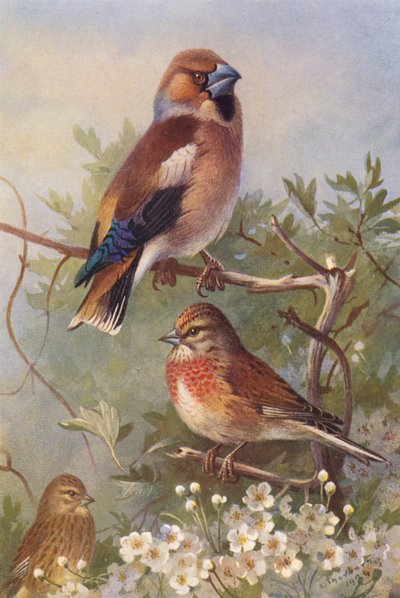 Picogordo, pardillo (macho y hembra) (litografía en color) de Archibald Thorburn