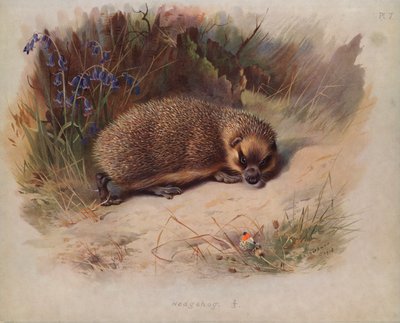 Erizo de Archibald Thorburn
