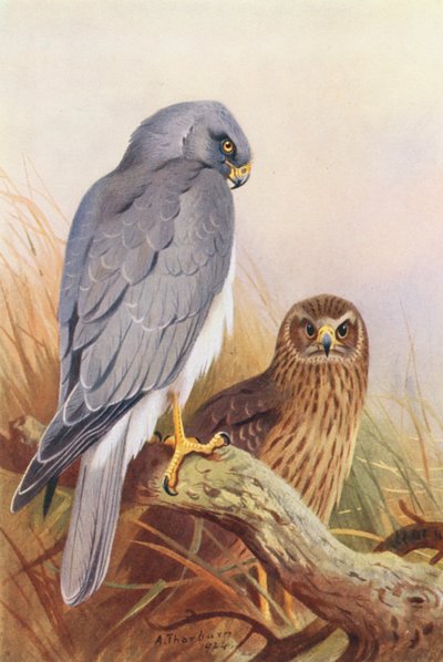 Gallinero (litografía en color) de Archibald Thorburn