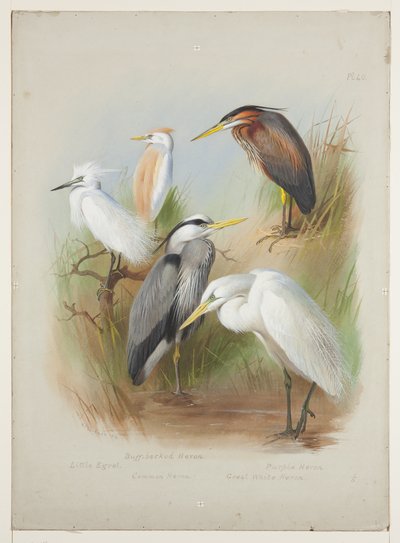Garzas y garceta, c.1915 de Archibald Thorburn