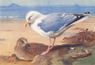 Gaviota argéntea (adulta y joven) (litografía en color) de Archibald Thorburn