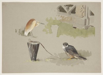 Halcón macho atado y garza squarro, c.1915 de Archibald Thorburn