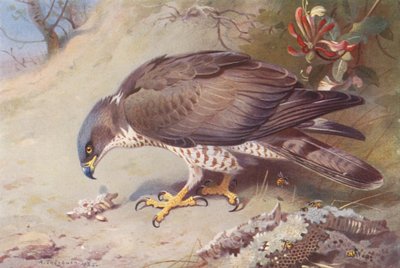 Honey-Buzzard (litografía en color) de Archibald Thorburn