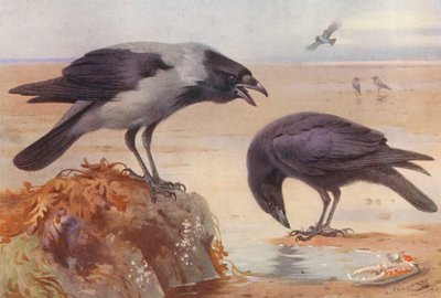 Cuervo encapuchado, Cuervo carroñero (litografía en color) de Archibald Thorburn