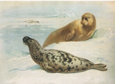 Foca encapuchada y foca barbuda, de los mamíferos de Thorburn publicado por Longmans and Co, c. 1920 de Archibald Thorburn