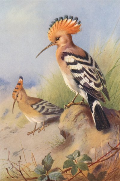 Abubilla (litografía en color) de Archibald Thorburn