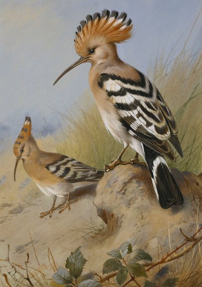 Abubillas de Archibald Thorburn