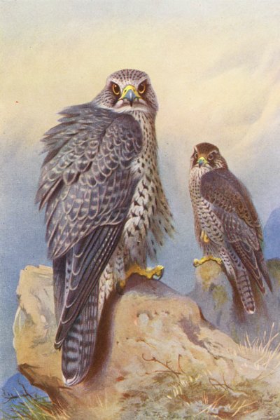 Halcón de Islandia, Halcón de Gyr (litografía en color) de Archibald Thorburn