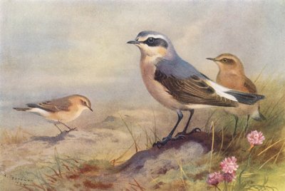Collalba Gris, Collalba Gris (macho y hembra) (litografía en color) de Archibald Thorburn