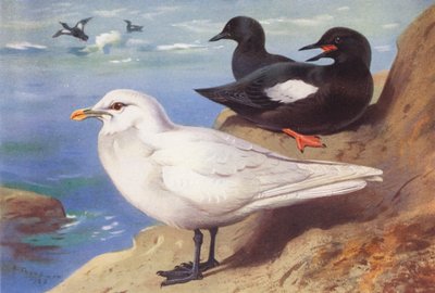 Gaviota marfileña, arao negro (verano) (litografía en color) de Archibald Thorburn