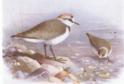 Chorlitejo patinegro, de Aves de las Islas Británicas y sus Huevos publicado por Frederick Warne & Co Ltd, 1958 de Archibald Thorburn