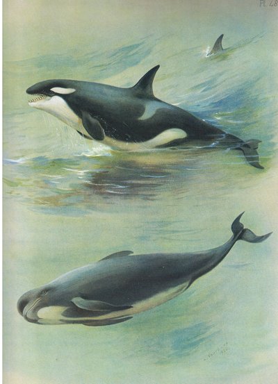 Ballena piloto asesina, de los mamíferos de Thorburn publicado por Longmans and Co, c. 1920 de Archibald Thorburn