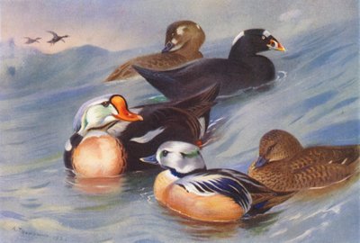 Reyezuelo, Esquiú (macho y hembra), Eider de Steller (macho y hembra) (litografía en color) de Archibald Thorburn